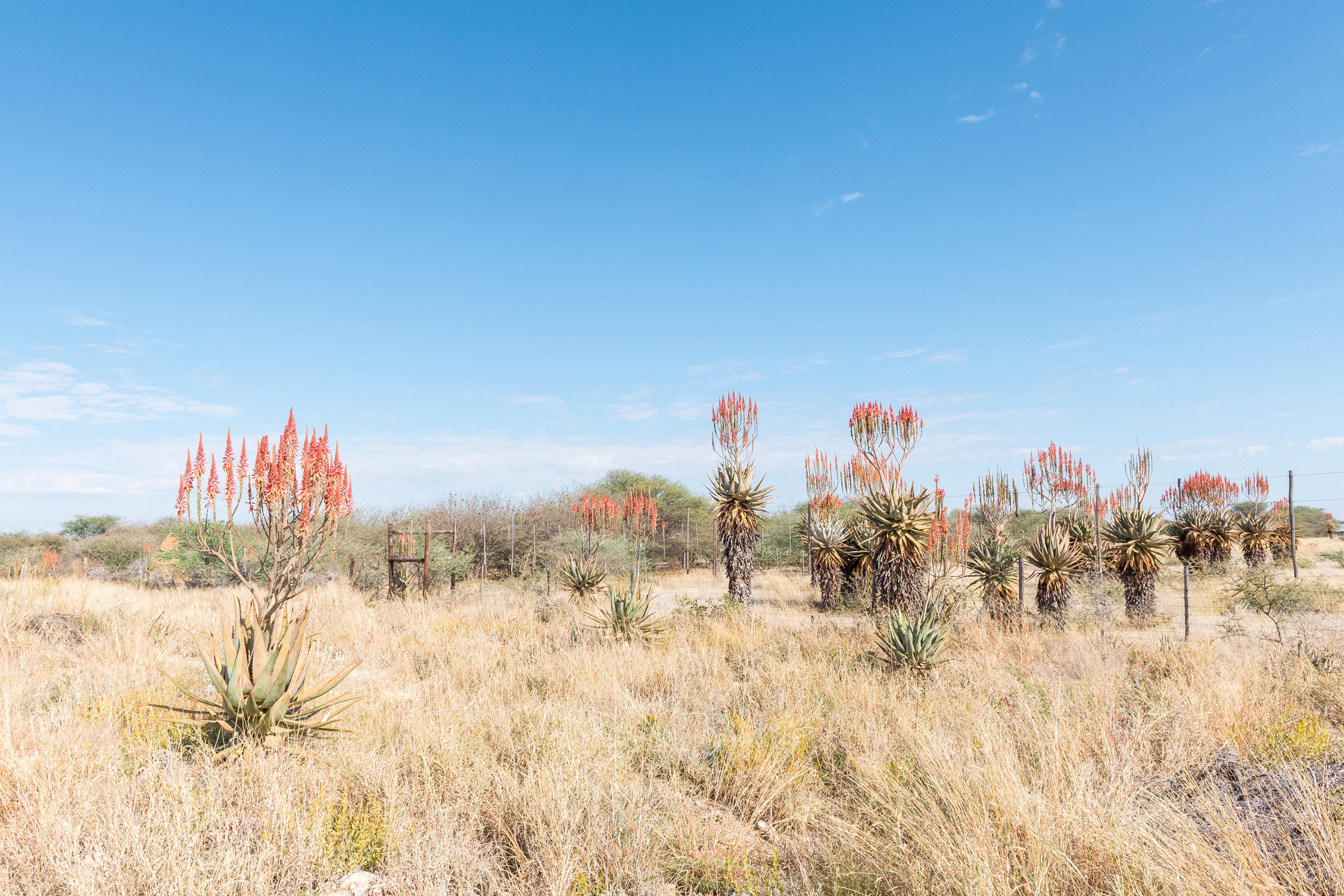 otjiwarongo (3).webp